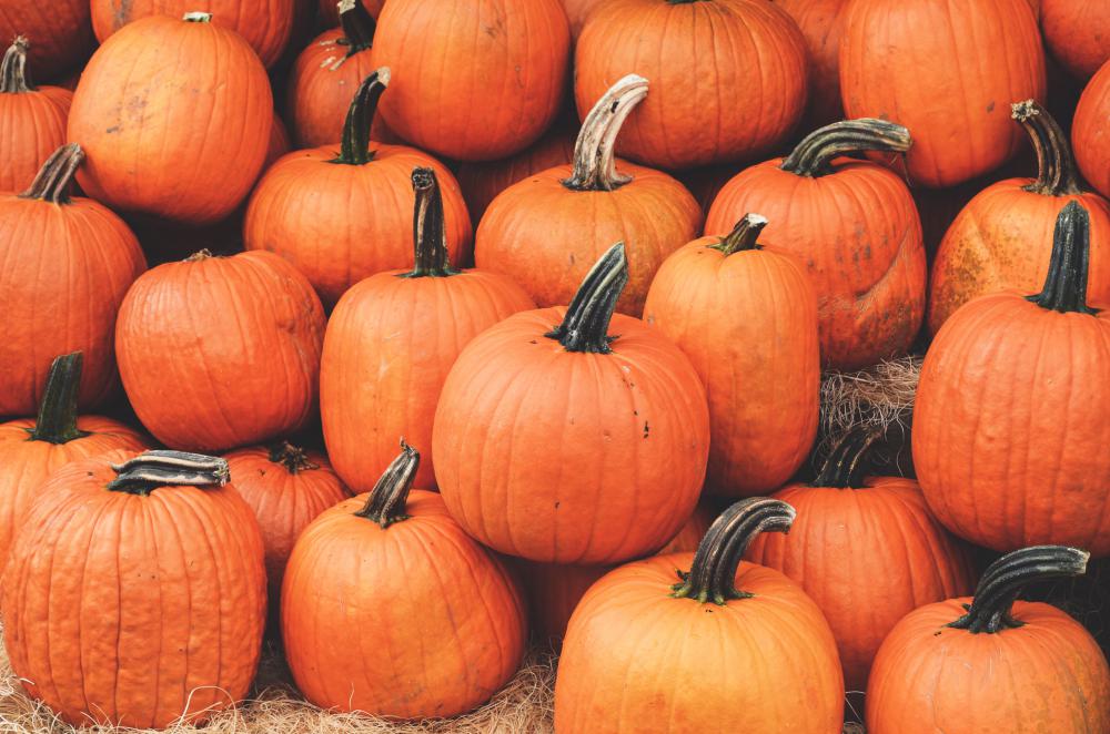 Top Tips for Picking the Best Pumpkins