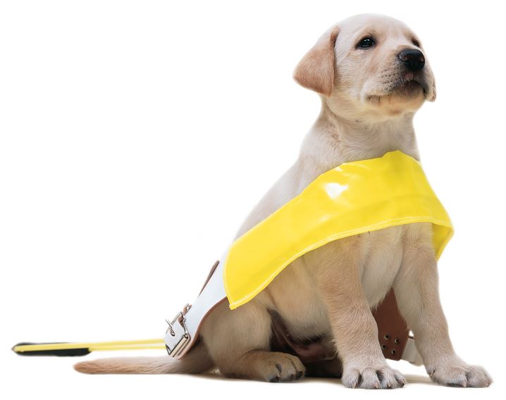 Help Name a Guide Dog Puppy with Eastcott Veterinary Clinic 