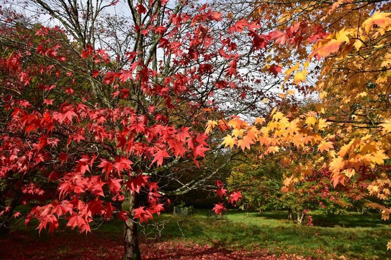 SNAPPED: Autumn at Westonbirt Arboretum