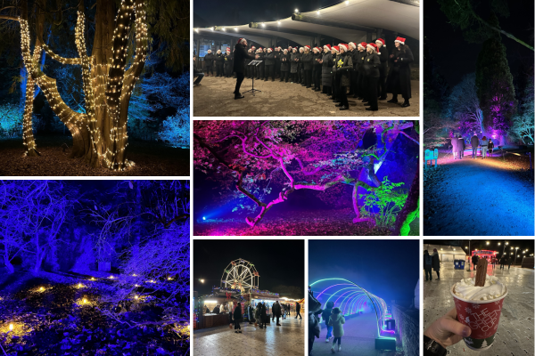 REVIEW: An Enchanting Christmas Light Trail near Swindon - Westonbirt Arboretum