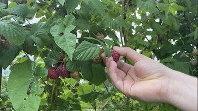 lotmead farm raspberries