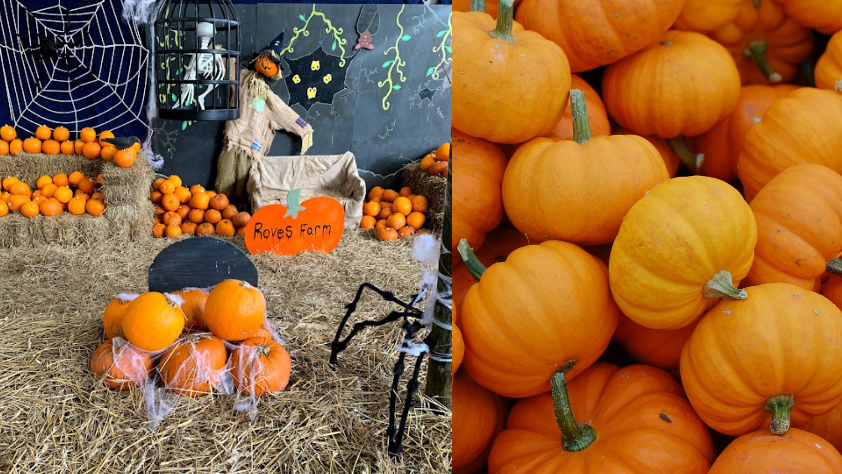 Halloween Half Term - Roves Farm