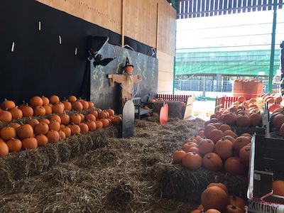pumpkin picking roves farm