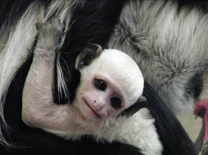 Cotswold Wildlife Park Welcomes Baby Colobus Monkey