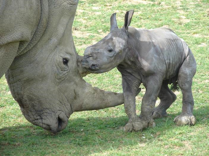 Cotswold Wildlife Park Welcome Baby Rhino