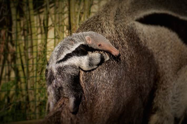 Cotswold Wildlife Park’s First Baby Giant Anteater Makes its Debut