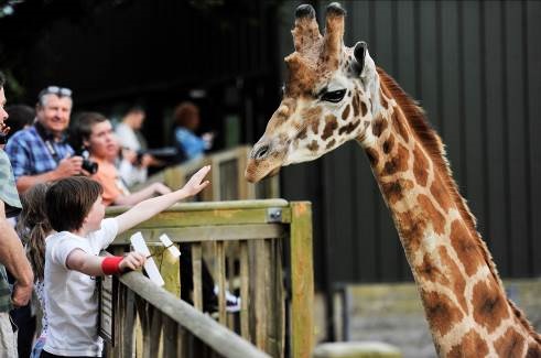 Cotswold Wildlife Park Opens its Doors for a Night to Remember