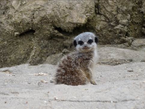 Cotswold Wildlife Park Welcomes first Baby Meerkat of the Year