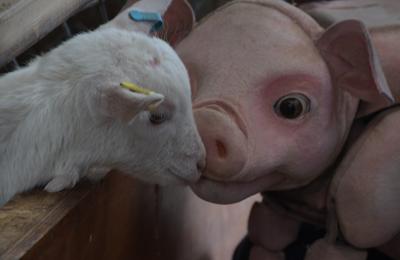 Snapped: Babe, The Sheep Pig at Roves Farm