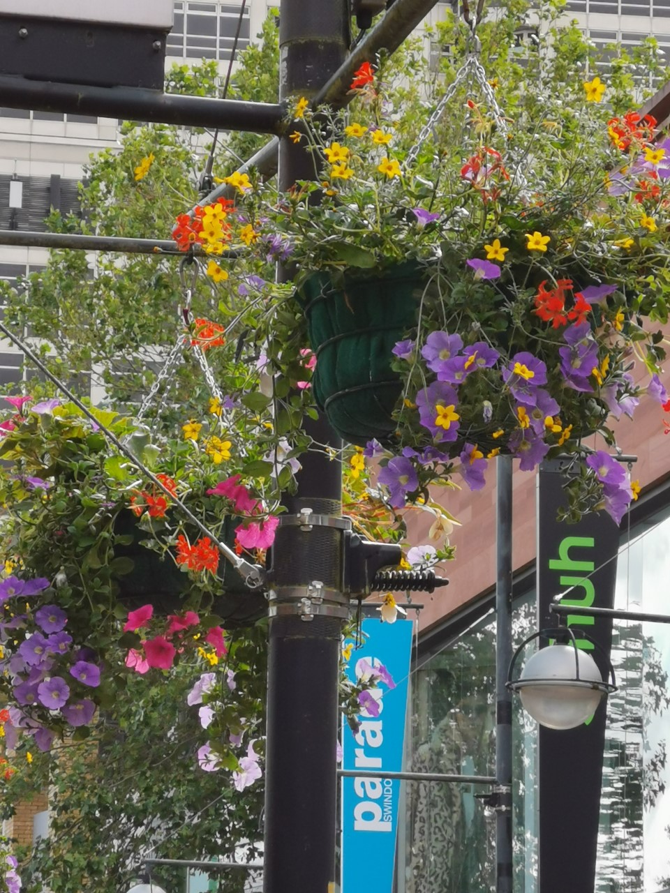 Vibrancy and colour is back in Swindon town centre as over 140 floral hanging baskets return