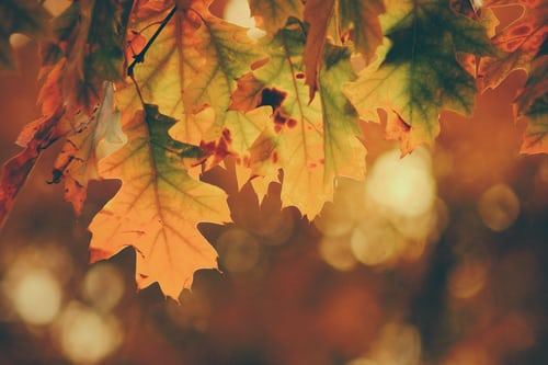 Autumn Fayres