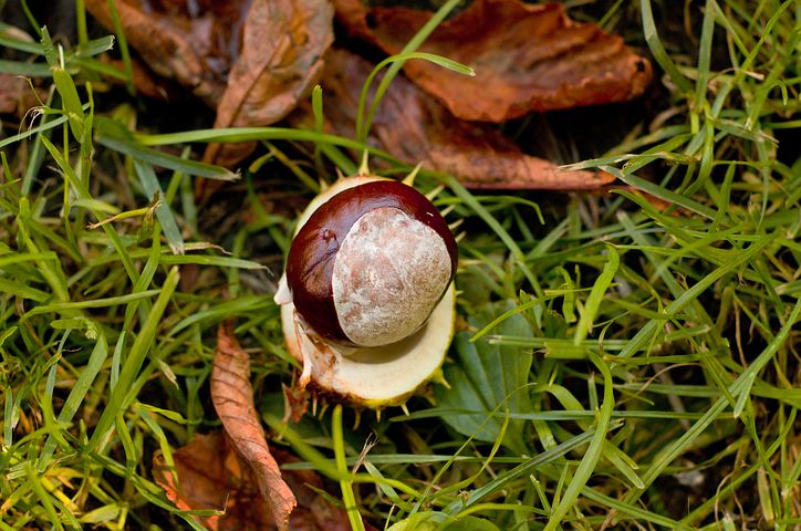 Where to find Conkers in Swindon