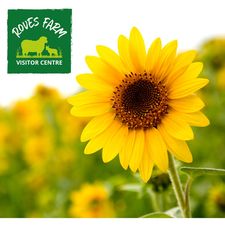 Grow Your Own at Roves Farm