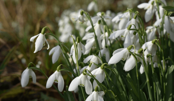 Snowdrops in Swindon | Places to see Snowdrops in and around Swindon