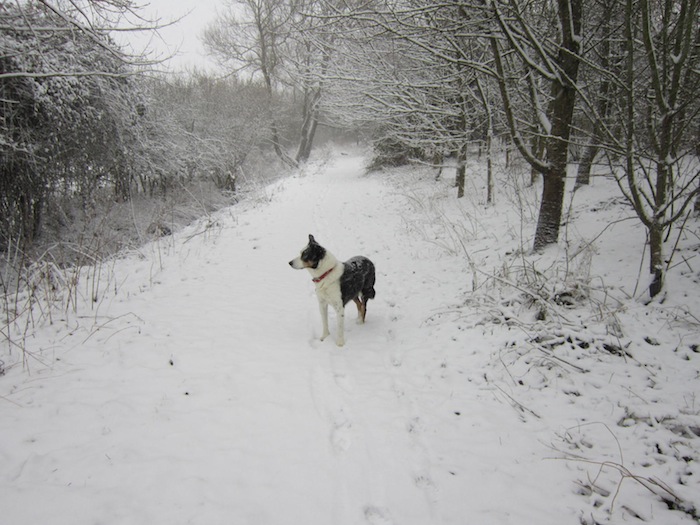 Pedro the dog's enjoying the Shrivenham snow!