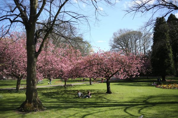 Cherry Blossoms Town Gardens Swindon