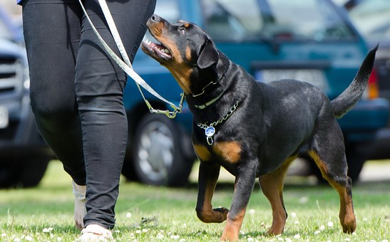 Dog Training in Swindon