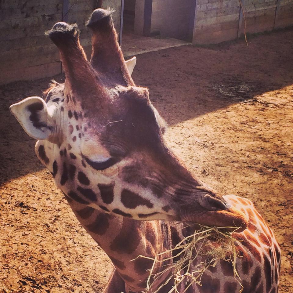 Family Adventures in Swindon - Cotswold Wildlife Park