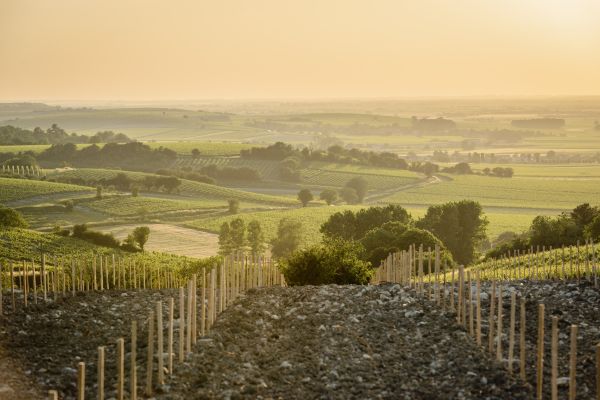 Sent by Eat PR & Marketing: Heritage Cognac Field