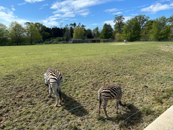 Cotswold Wildlife Park Liz